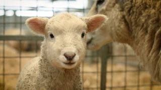 Adam Hensons Farm Diaries Ewe Nutrition Lambing Tips.00 04 19 46.Still004 1536X864