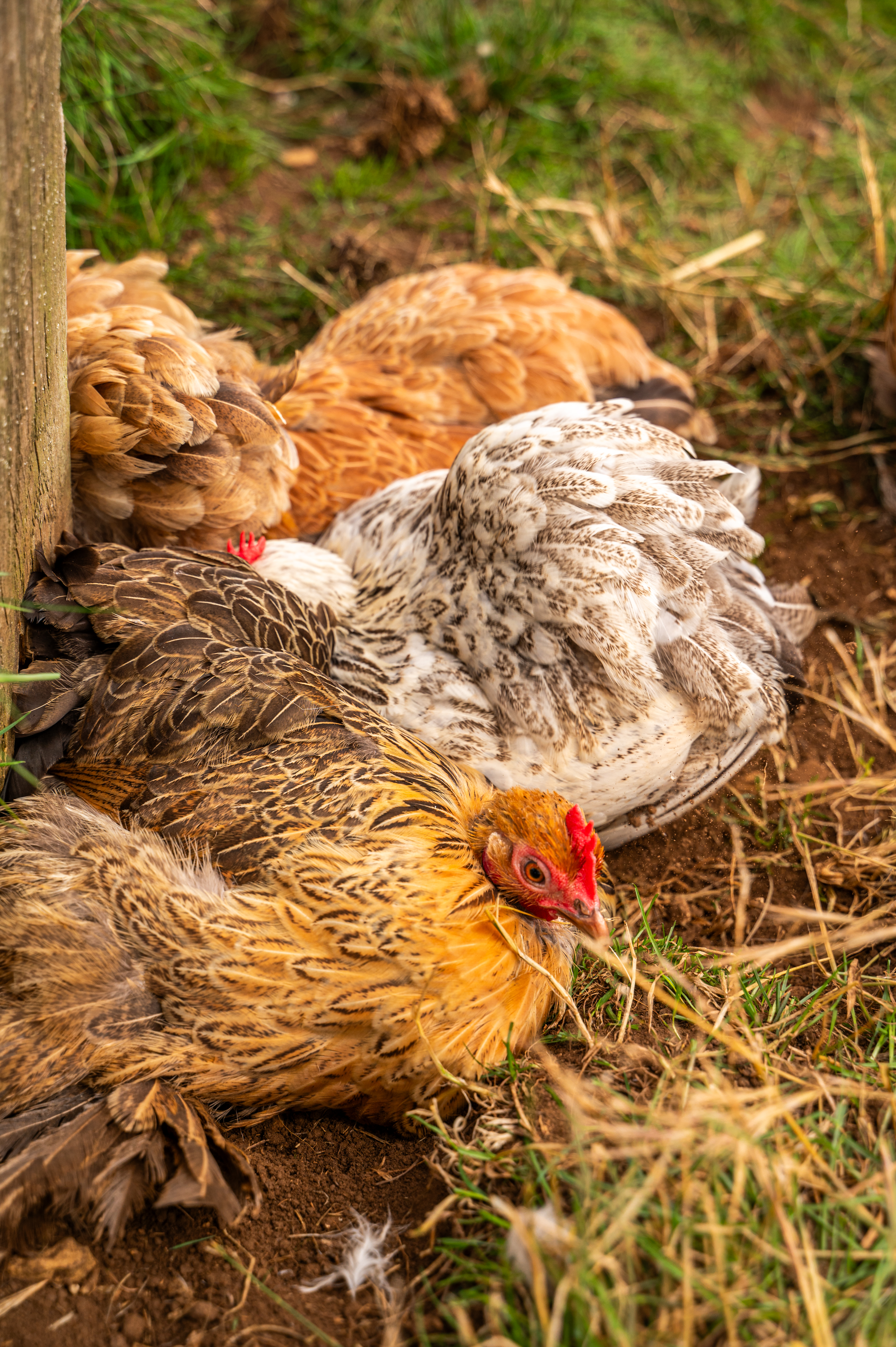 Pekin Bantam Chickens 1