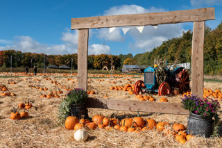 Selfie Station In Pumpkins 22 1