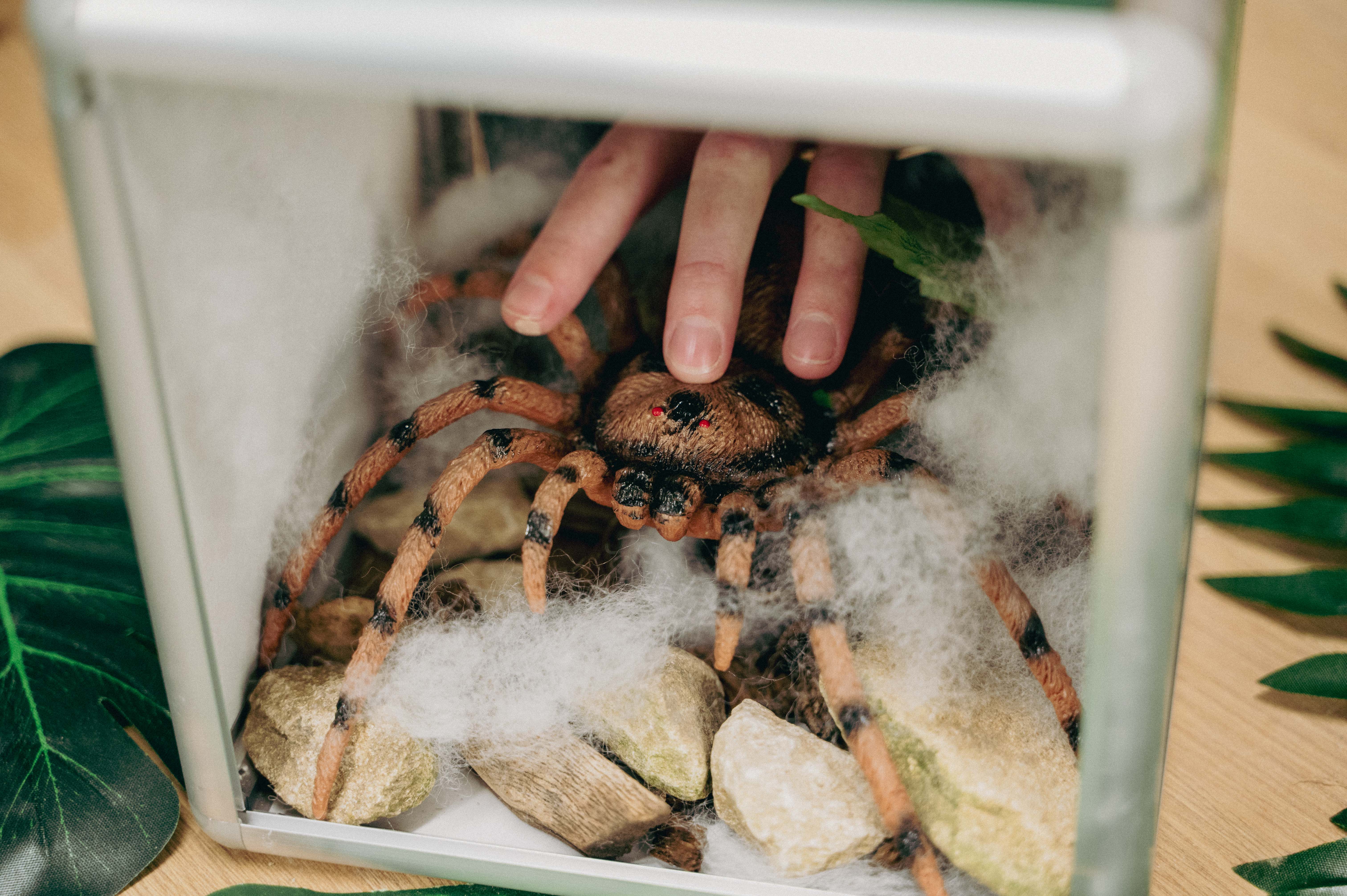 A touch and feel activity at Cotswold Farm Park May Half Term, showing a hand in a box feeling a toy spider hidden in rocks and cotton wool.