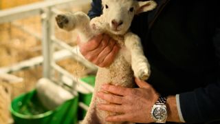 Adam Hensons Farm Diaries Ewe Nutrition Lambing Tips.00 05 47 54.Still007 1536X864