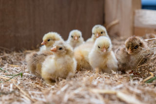 Chicks 12