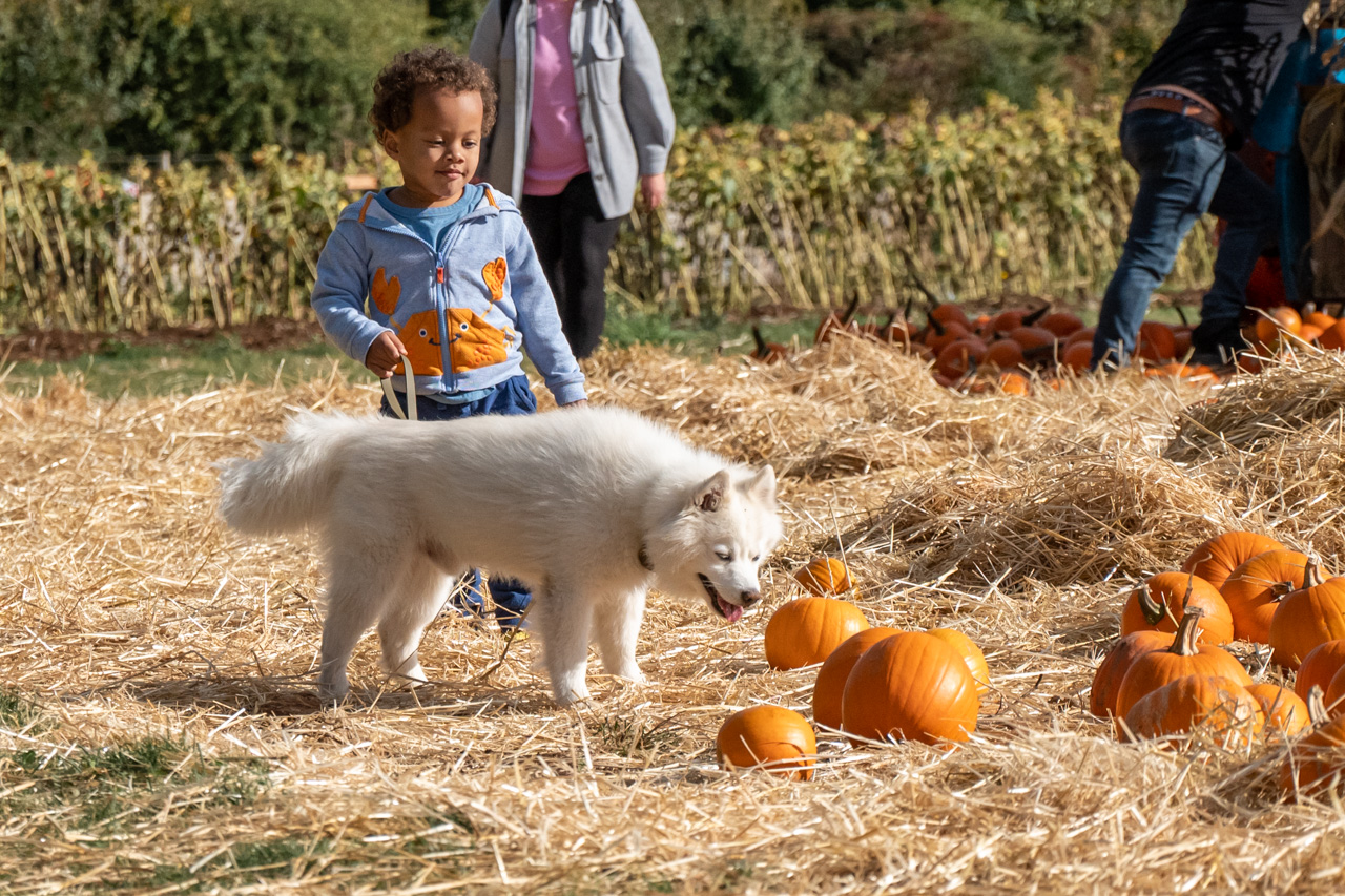 Child With Dog In Pumpkins 22