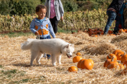 Child With Dog In Pumpkins 22