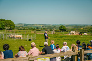 Sheepdog Show 399