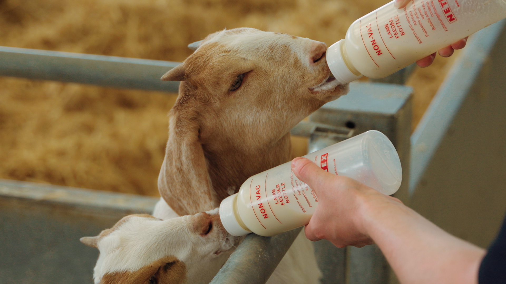 A close up of 2 goat kids being fed a bottle at Cotswold Farm Park