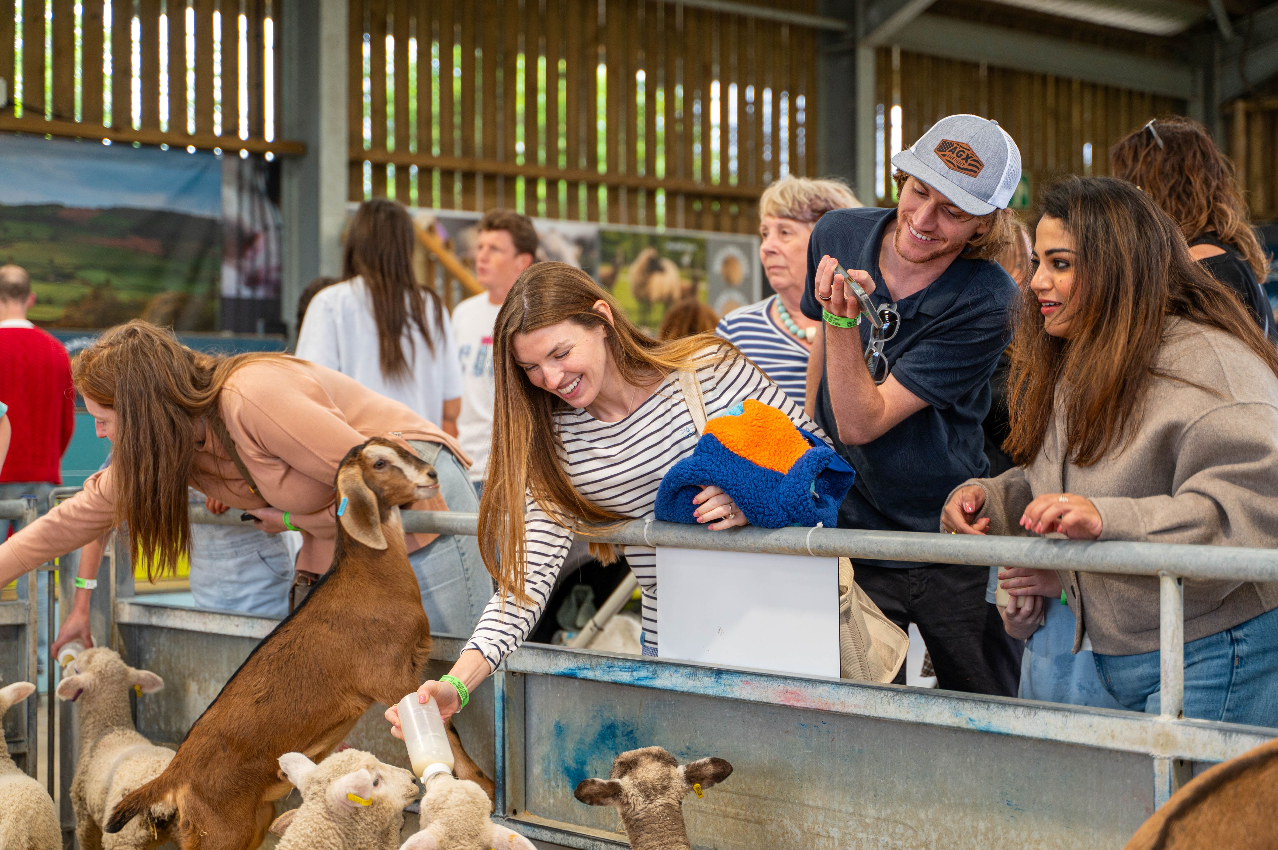 Adults Feeding Goats And Lambs