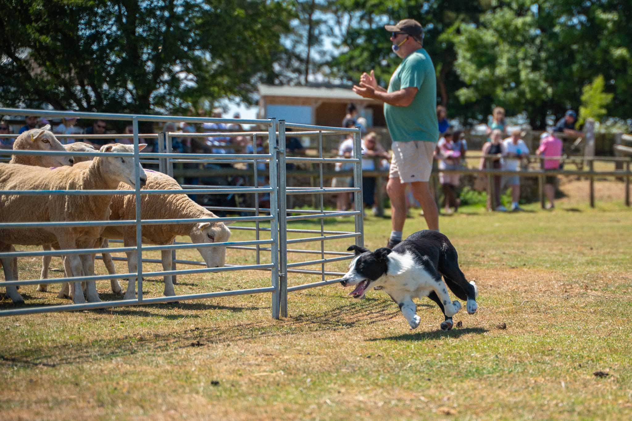06 Sheepdog Trials