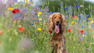 A red cocker spaniel sits with its tongue out in a field of wildflowers at Cotswold Farm Park