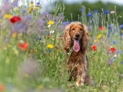 A red cocker spaniel sits with its tongue out in a field of wildflowers at Cotswold Farm Park