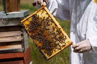 CFP Sanfoin Honey 12