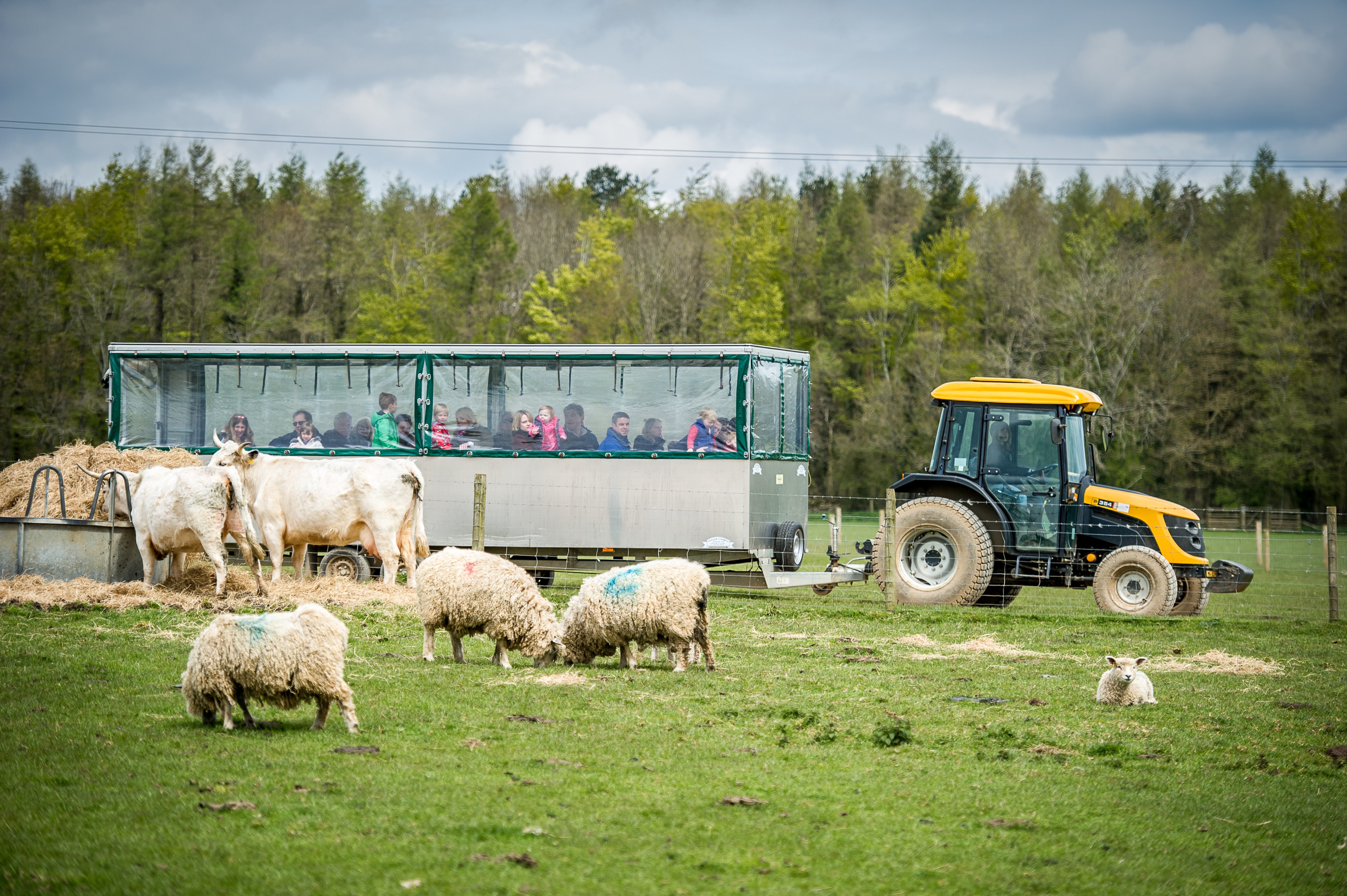 A tractor ride with a trailer full of people drives across a field of sheep and cows at Cotswold Farm Park.