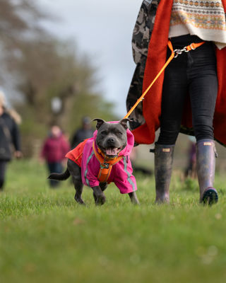 Blue staffy on a Cotswold Dog Walk at Cotswold Farm Park
