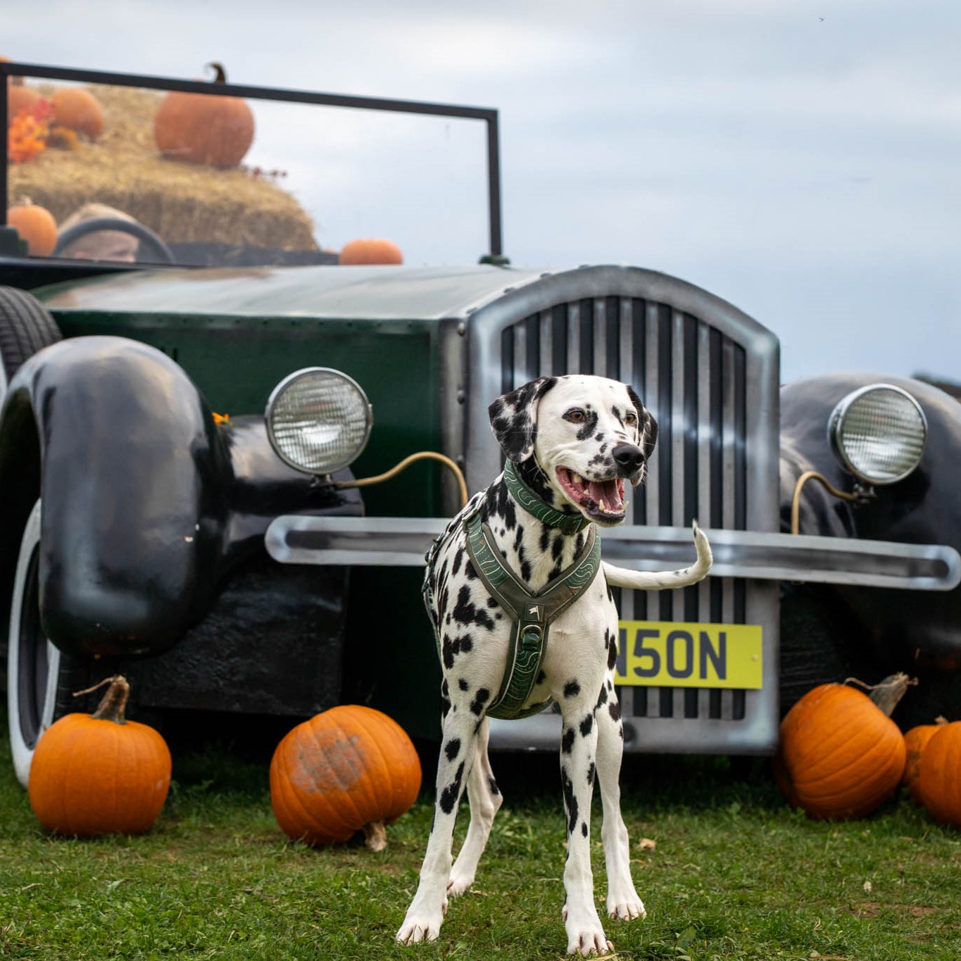10 Pumpkin Patch (1)
