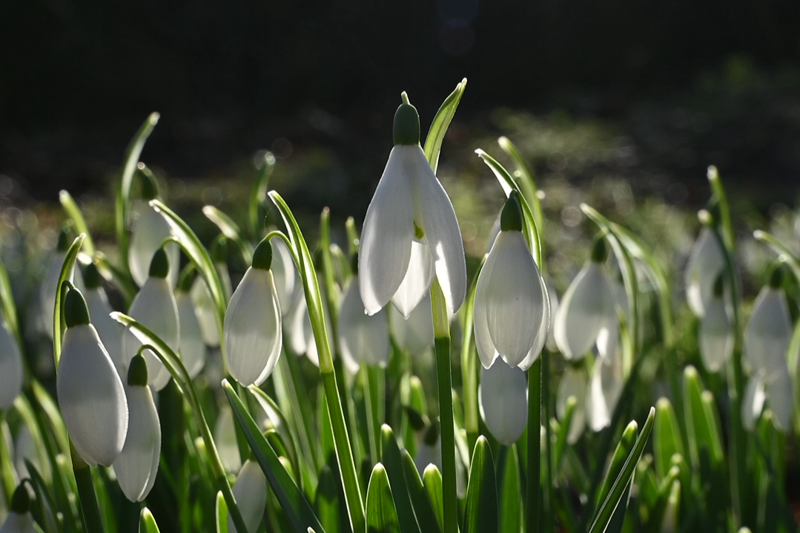 Snowdrops Blog Header 32