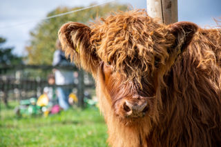 Highland Calf 2020 4