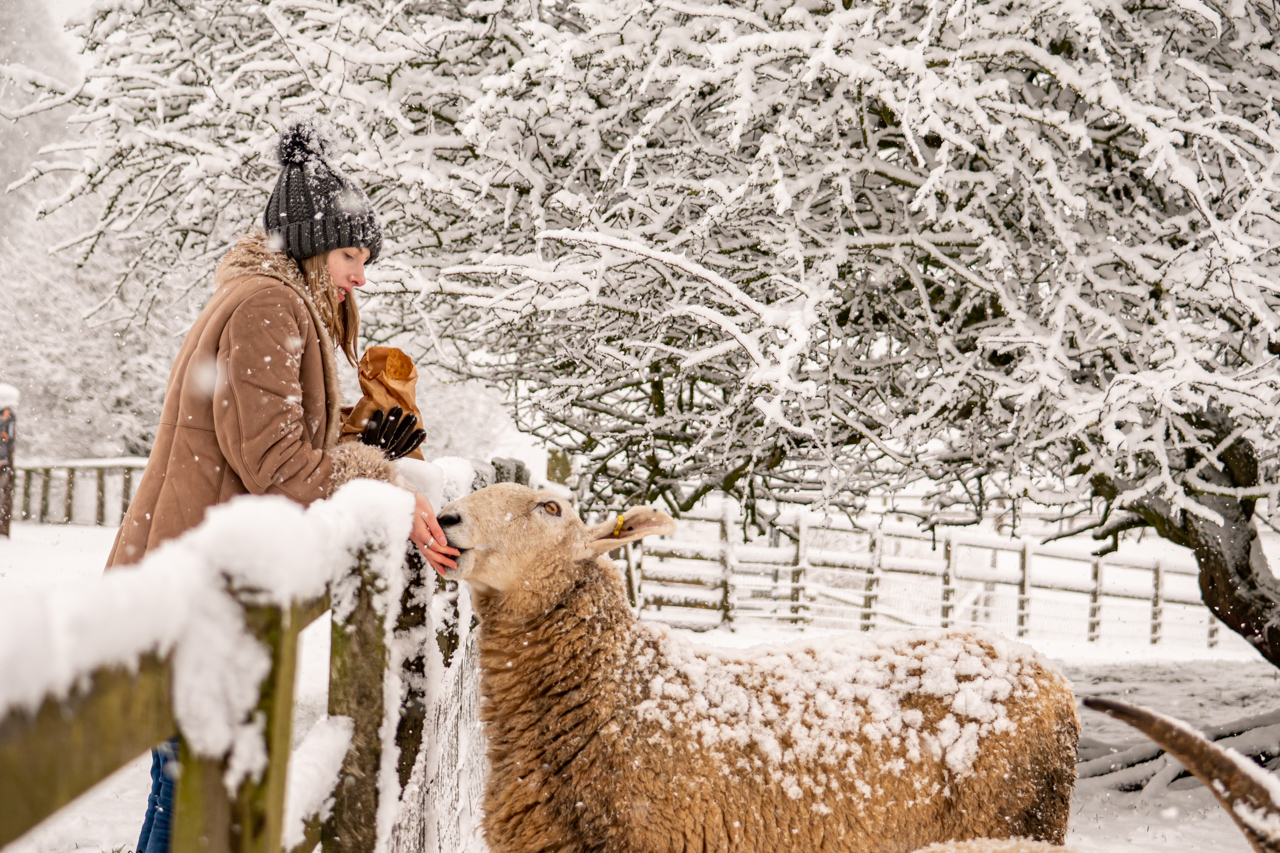 CFP Snow Day 12.12.22 Border Leicester 17