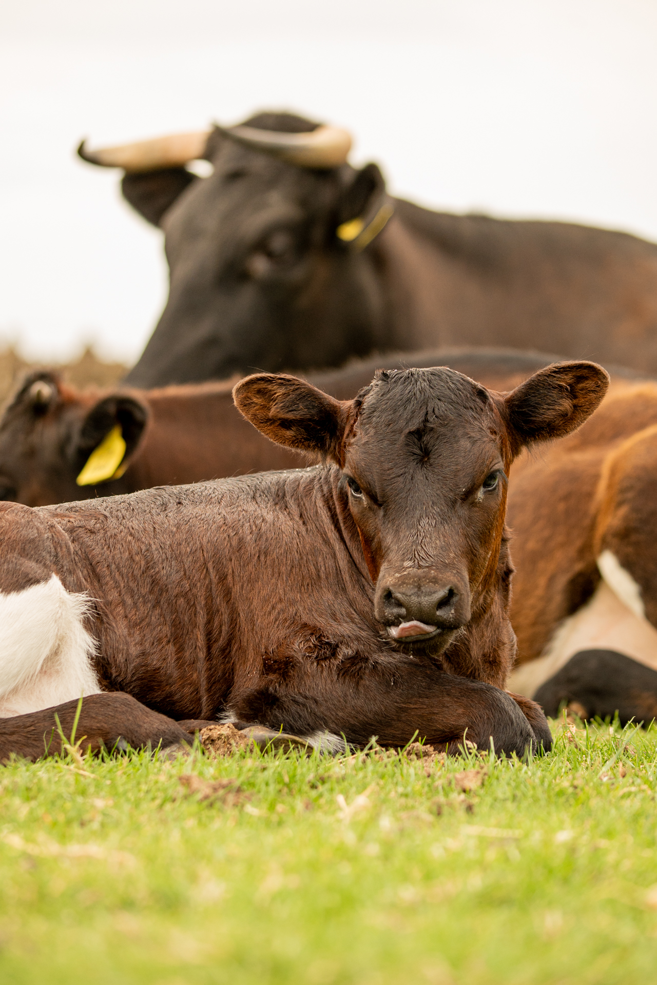 Gloucester Calf June 2023 13