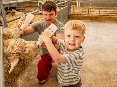 A happy boy bottle feeding a lamb with his father