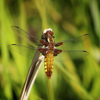An orange-brown dragonfly spotted in the Conservation Area at Cotswold Farm Park 