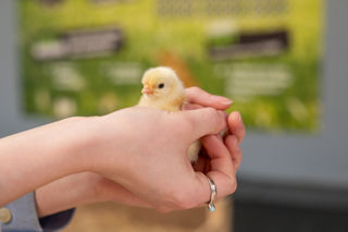 Chicks 4