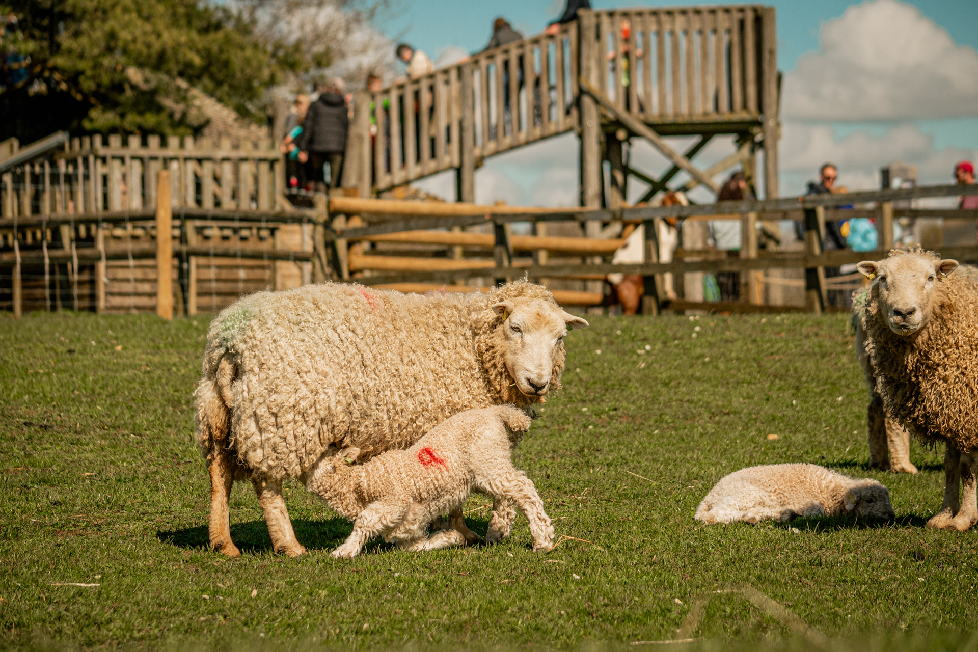 Whiteface Dartmoor Lamb 2023 36