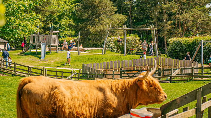 Families enjoying the hillside play area