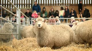 Adam Hensons Farm Diaries Ewe Nutrition Lambing Tips.00 09 31 07.Still011 1536X864