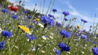 A close up of a field of wildflowers, with blue cornflowers, red poppies, yellow dandelions, and white oxeye daisies.