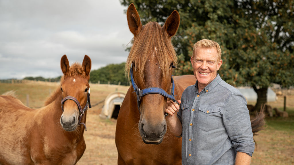 Suffolk Rural Equine Five Fun Facts About The Suffolk Punch Horse | Read Our Blog