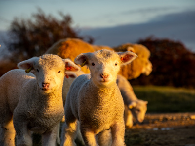 Lambing&Kidding Cotswoldfarmpark 2025 4