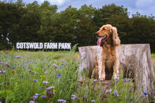 A red cocker spaniel sits on a tree stump at the Cotswold Farm Park Flower Fields, surrounded by beautiful wildflowers with trees in the background.