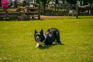 Sheepdog Show 365