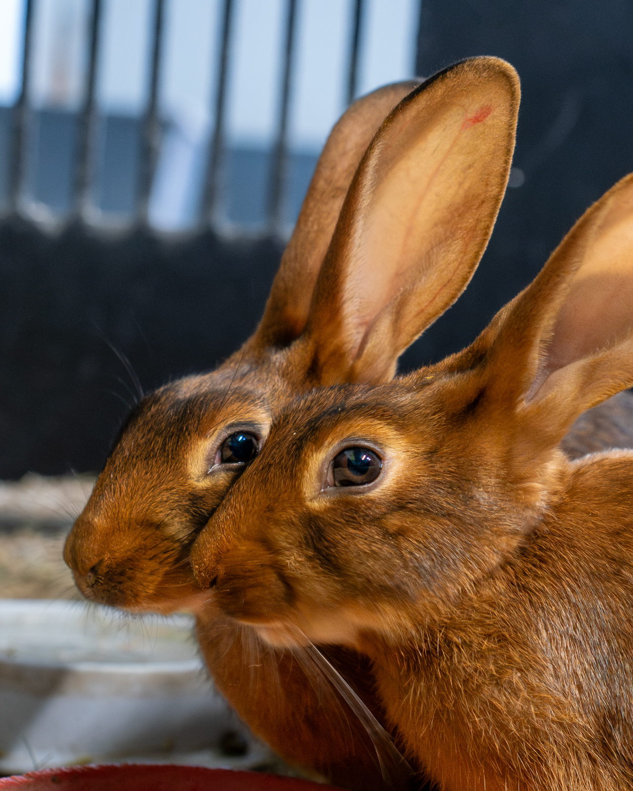 Hares And Rabbits 18 Oct2025