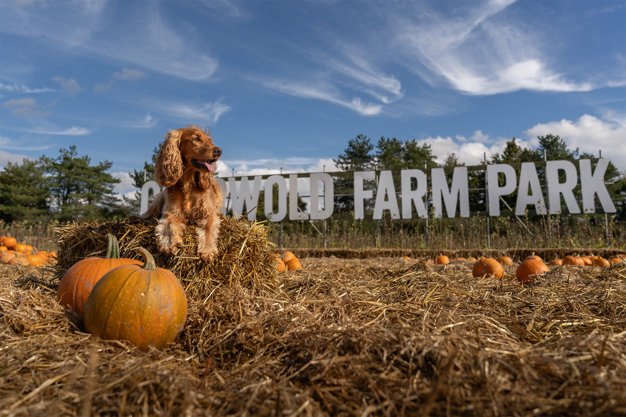 Pumpkin 13