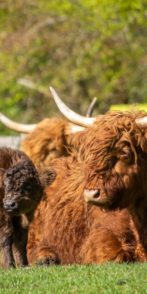 Highland Calf Prince's First