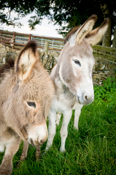 Donkeys