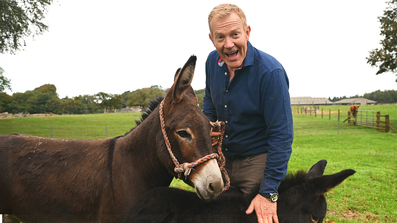 Donkey Septemebber