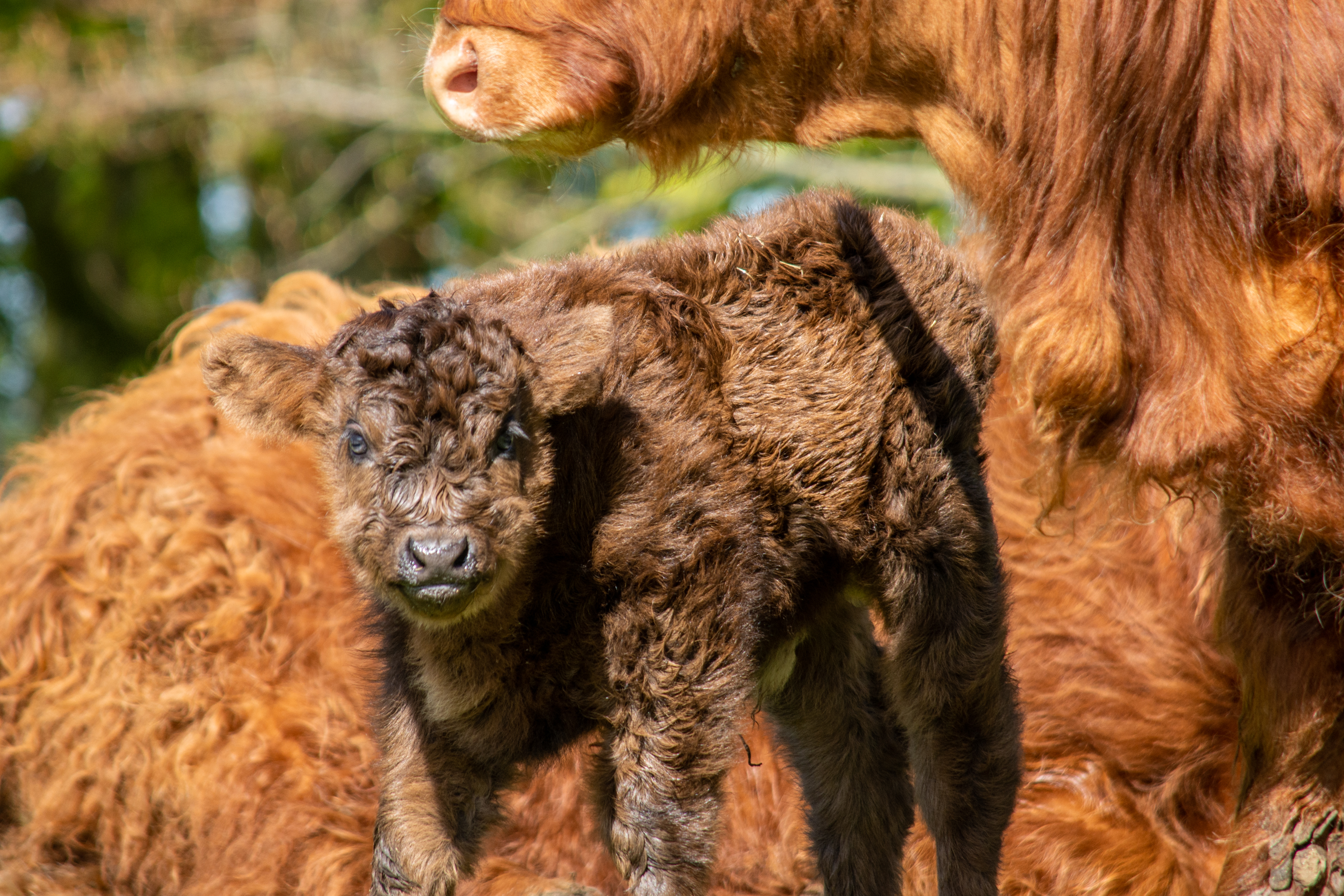 Highland Calf Prince's First 1