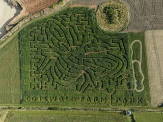 MAIZE MAZE
