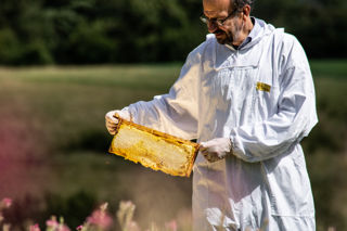 CFP Sanfoin Honey