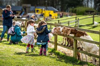 Feed The Animals Cotswold Farm Park Copy