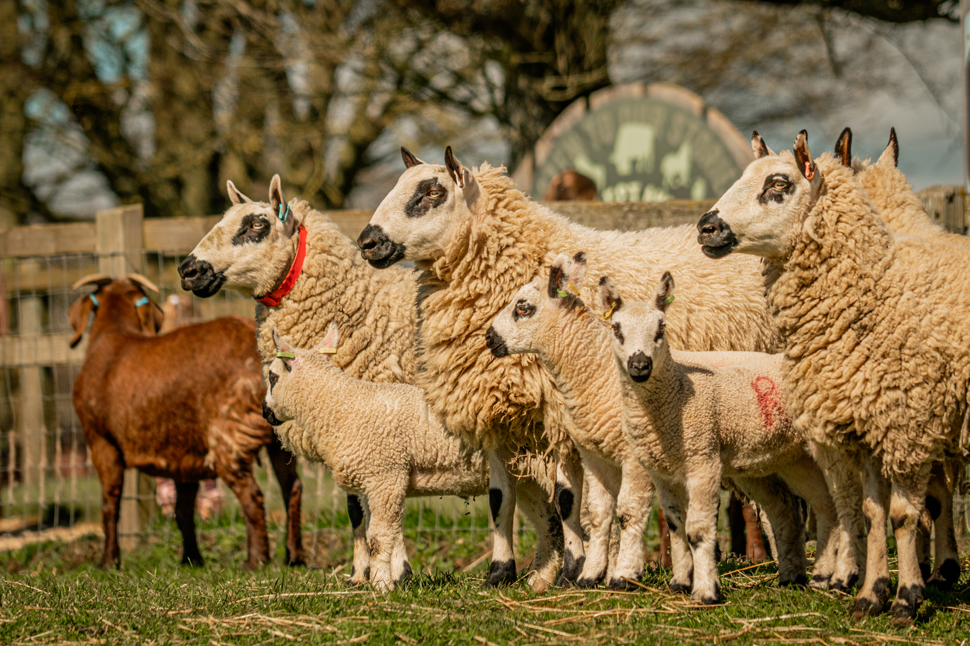 Sheep & Lambs On Walkway 2023 166