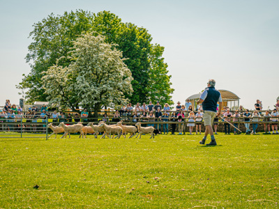 Sheepdog Show 315