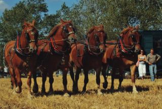 Horses 006