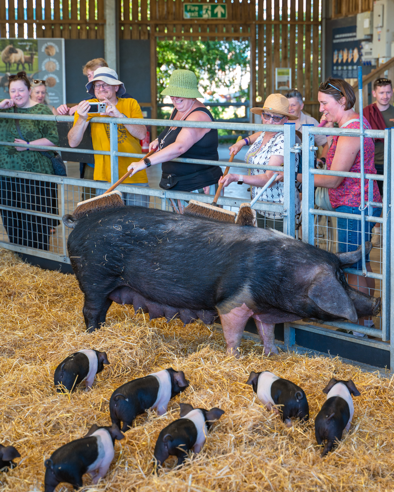 Pig And Piglets