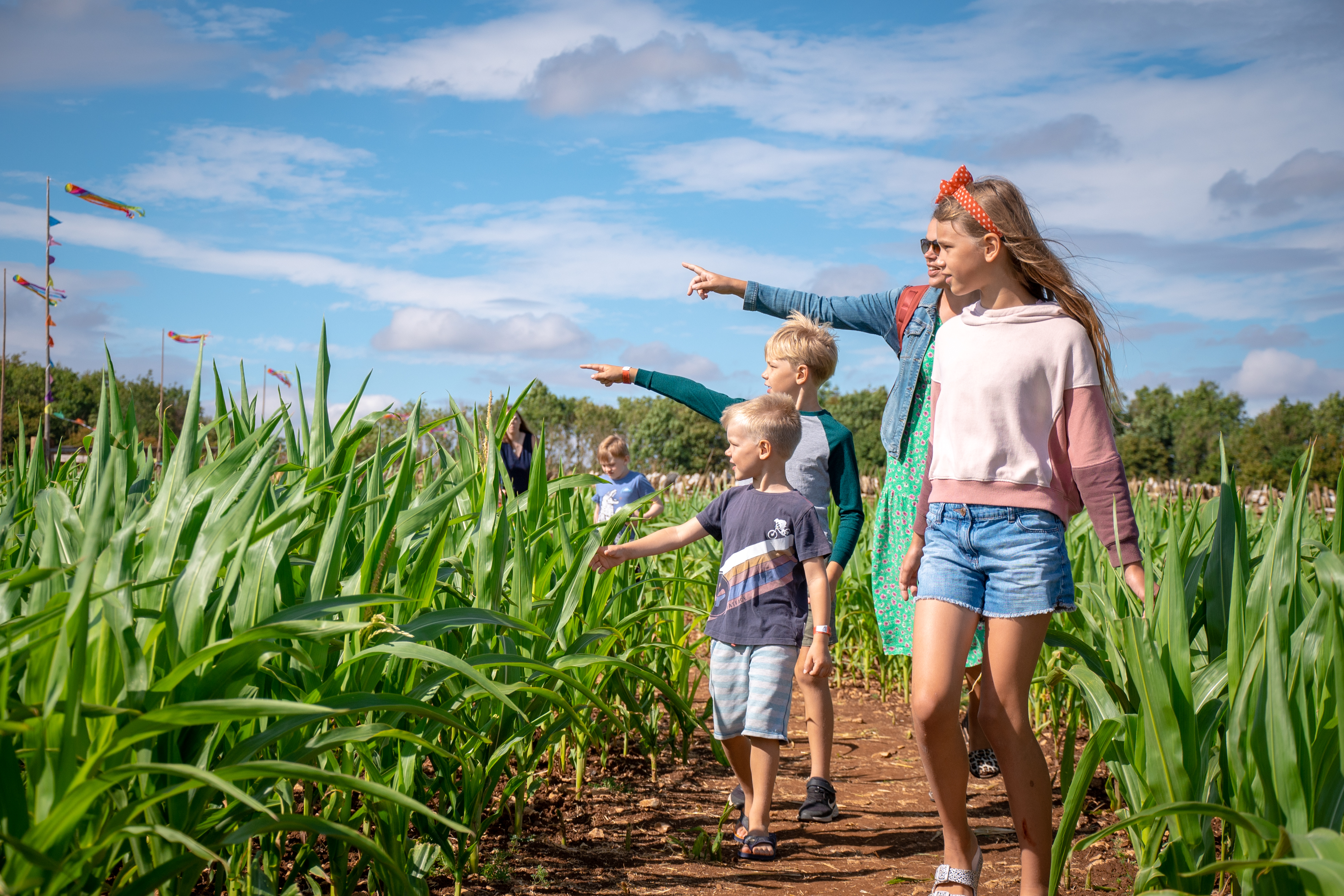 The Biggest Sunflower & Wildflower Fields in The Cotswolds