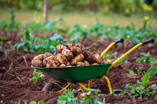 Potato Patch 2020 10