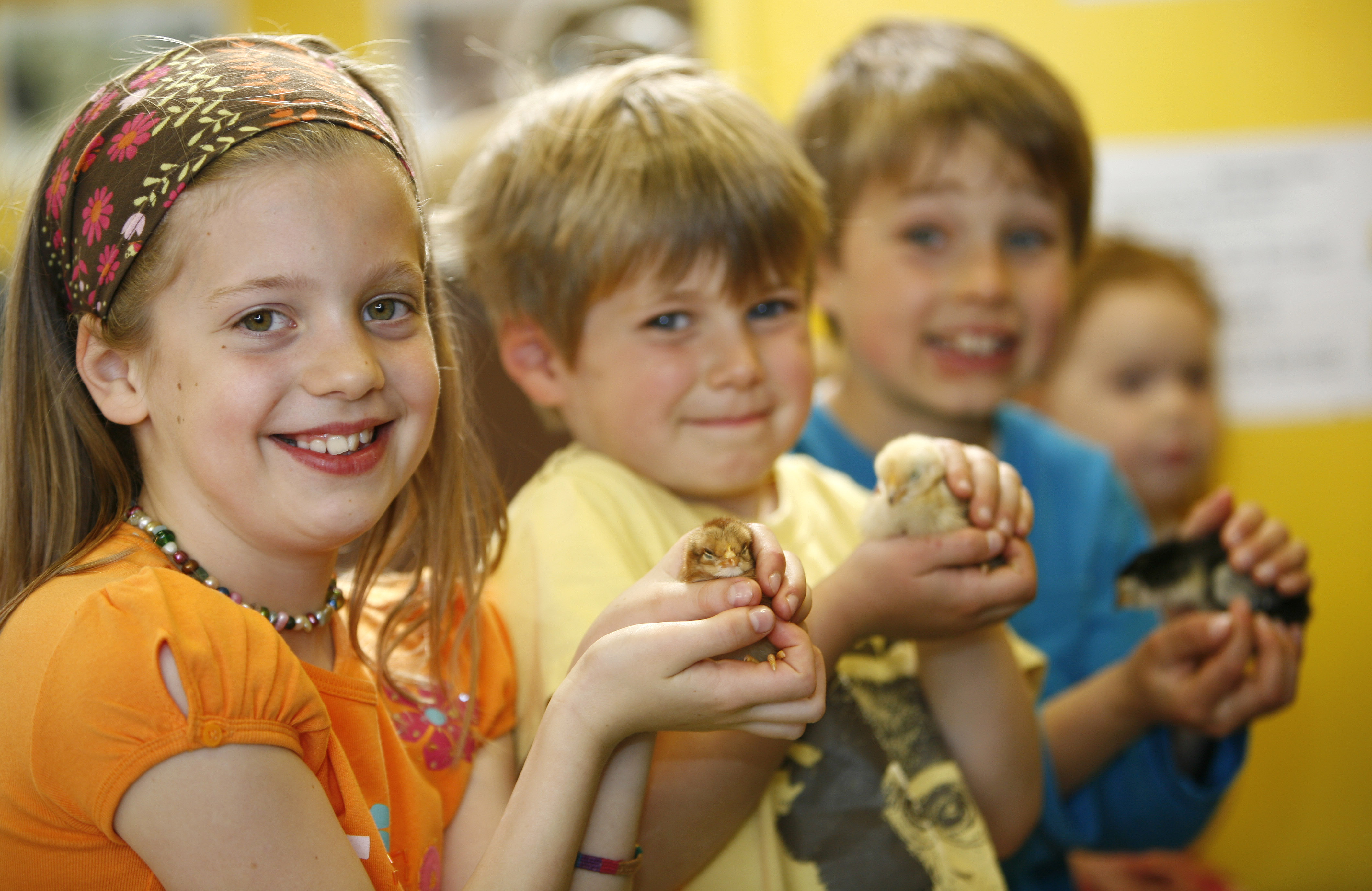 Touch Barn, Chicks SP09057 579