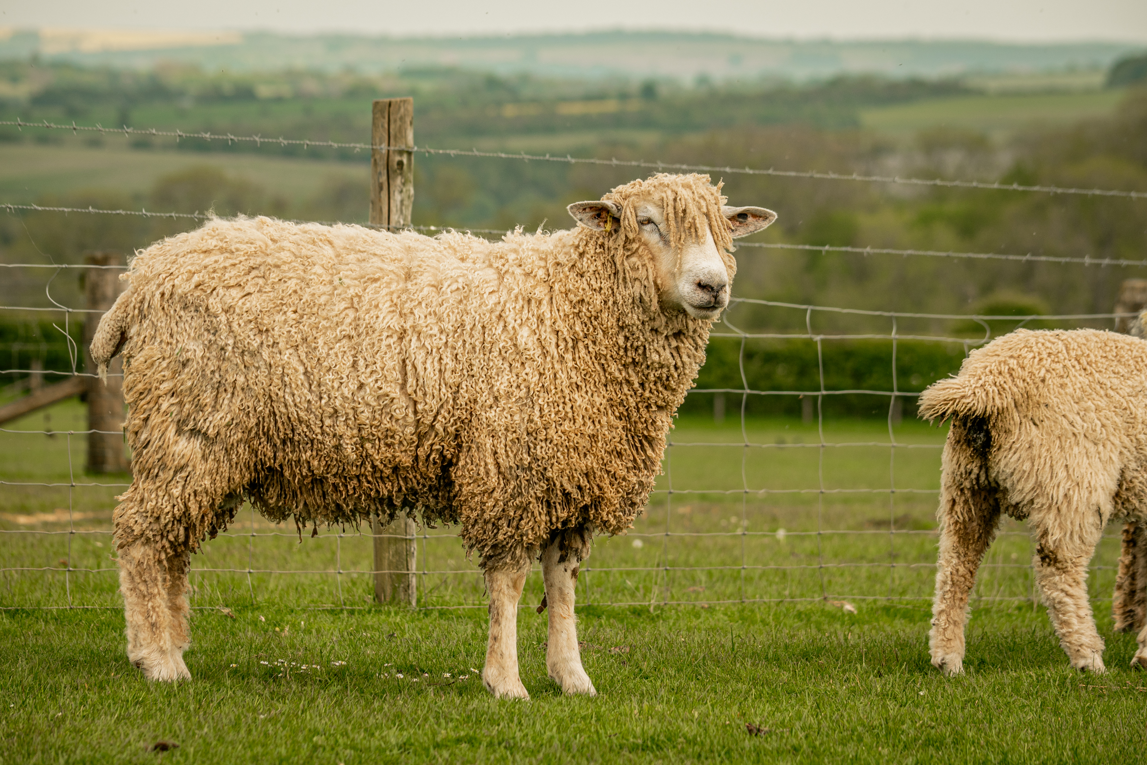 Cotswold